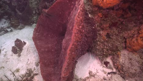 pan shot around big purple barrel sponge on sandy coral reef in cozumel caribbean sea mexico