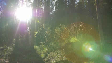 nordic forest contrast light with sun rays and shadows from trees and plants, with moss and moody darker light, shade slow motion