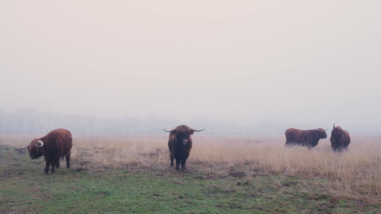el ganado de las tierras altas en un campo de niebla