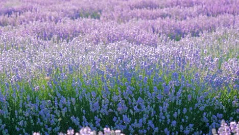 perspectiva personal de la vista de caminar en un campo con plantas de lavanda al amanecer.