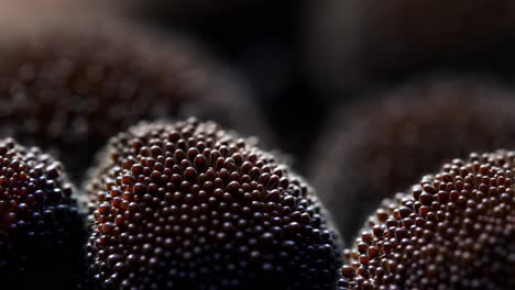 close-up of flower seeds