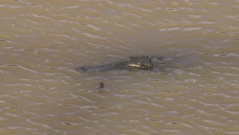 crocodile poking out of tarcoles river