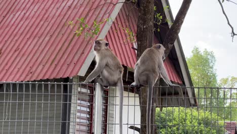 a pair of long tailed macaques found on the wire fence outside the residential area, picking lice off each other, cleaning, sniffing its butt and slowly walk away, wildlife shot