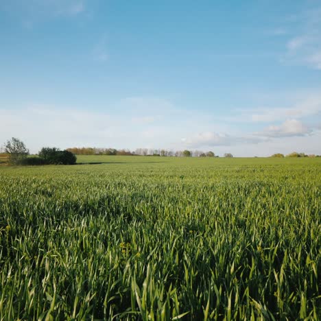 Scenic-Field-Of-Green-Wheat-On-A-Clear-Spring-Day