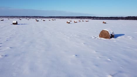 Hay-roll-filed-covered-with-snow-aerial-view-low-sunlight-long-shadows