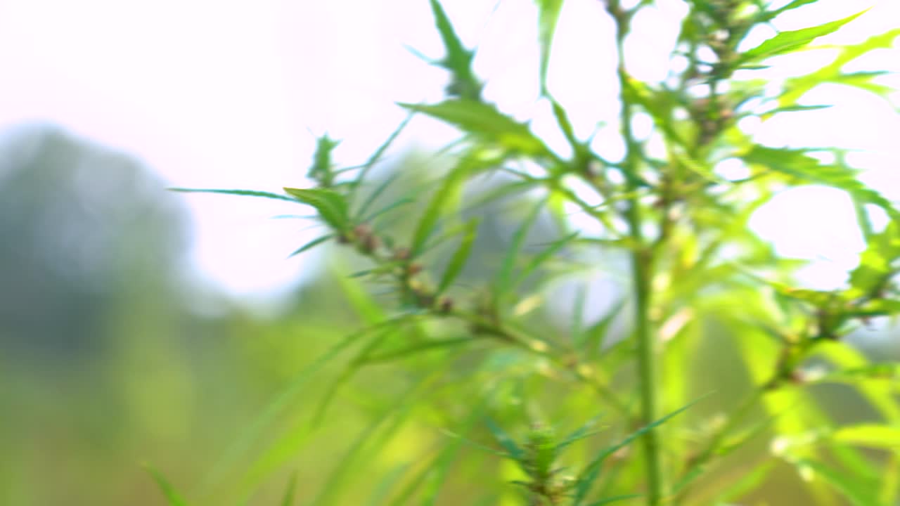 campo de cáñamo con plantas que se balancean suavemente