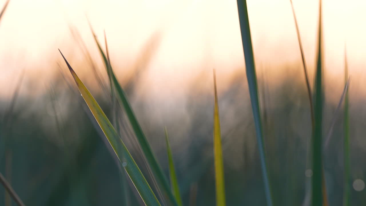 Close-up of grass blades in soft focus with warm sunrise light in the background