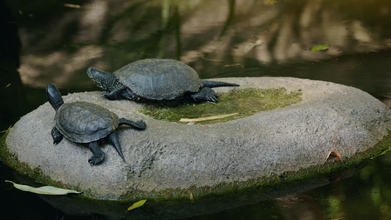 Two Turtles on a Stone in a Pond