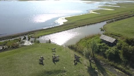 Aerial-view-of-wild-Konik-horses-in-National-Park-Oostvaarders-plassen,-Flevoland,-the-Netherlands