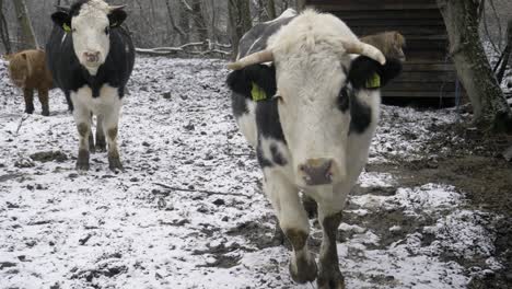a white cow with black spots in a stable that approaches the camera and smells the lens. the cow is in a stable with animals