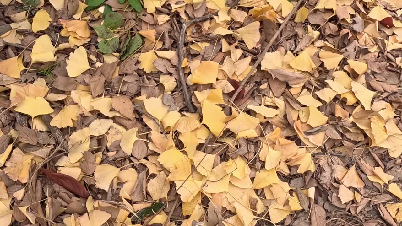 A dense layer of yellow leaves scattered across the forest floor with small green plants emerging.