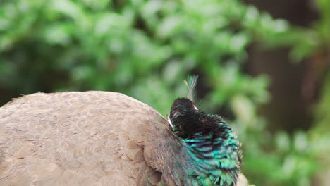 pavo real hembra exótica salvaje acicalándose