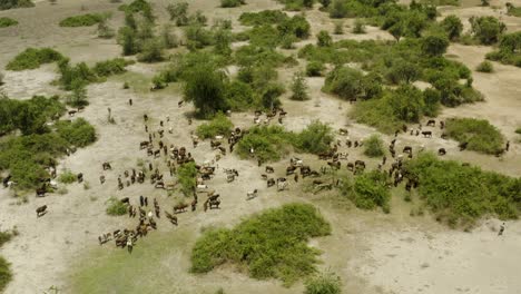 pastores de ganado con sus vacas en medio de las vastas llanuras de uganda