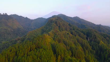 Aerial-view-of-deep-forest-trees-woodland-growing-on-mountain-In-Asia-during-sunny-day-in-the-morning---panorama-wide-shot