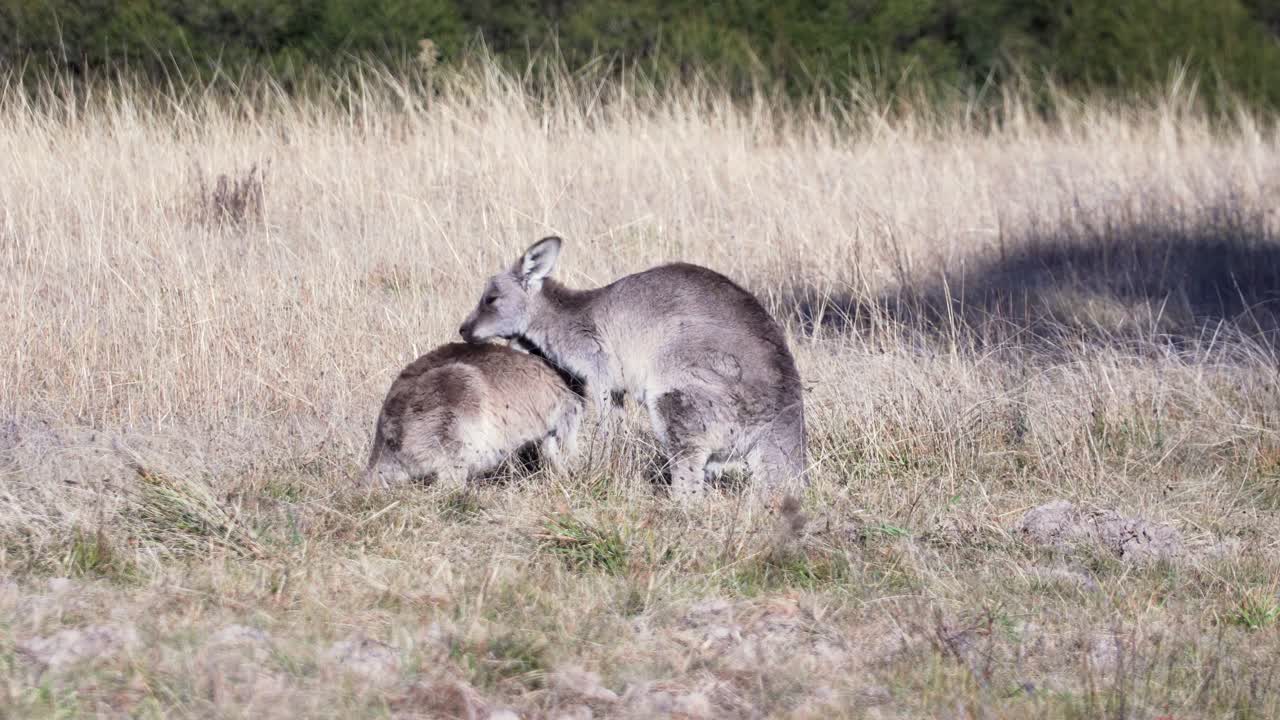 un par de wallaby se cuidan dulcemente bajo el caluroso día de verano