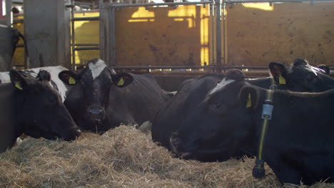 cows in a farm