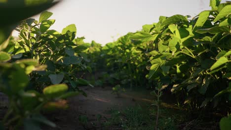 Vista-De-ángulo-Bajo-De-Una-Hilera-De-Plantas-De-Soja-En-Un-Campo-En-Santa-Fe,-Argentina