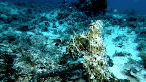 Pulpo-De-Arrecife-Arrastrándose-Sobre-Arrecifes-De-Coral-En-La-Isla-Mauricio