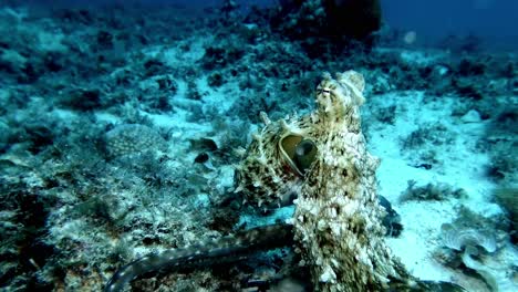 el pulpo de arrecife se arrastra sobre el arrecife de coral en la isla de mauricio