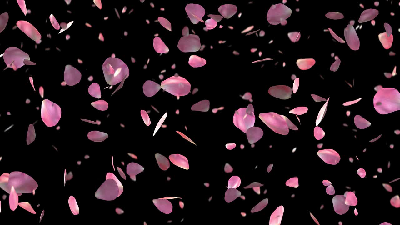 투명한 배경에 떨어지는 분홍색 장미 잎자루