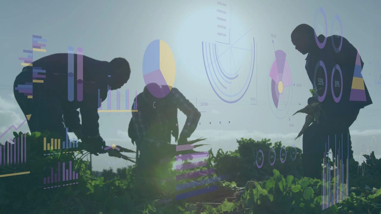 Farmers harvesting greens sun signaling harvest data overlaying charts cutting collecting bundling