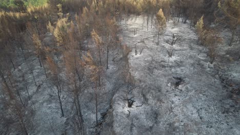 Dramatischer-Und-Trauriger-Blick-Auf-Einen-Mediterranen-Kiefernwald-Nach-Einem-Riesigen-Brand-Während-Einer-Extremen-Hitzewelle-In-Spanien