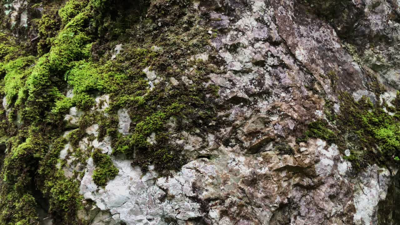 primer plano de una superficie de roca de musgo