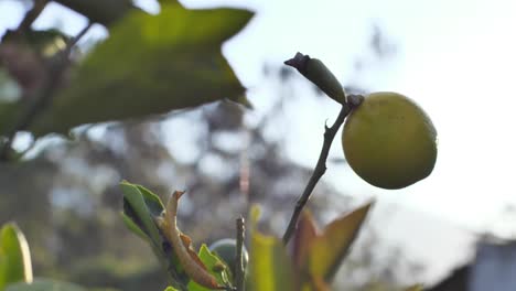 close-up of a lemon on a tree, highlighting the tropical fruit in the process of ripening