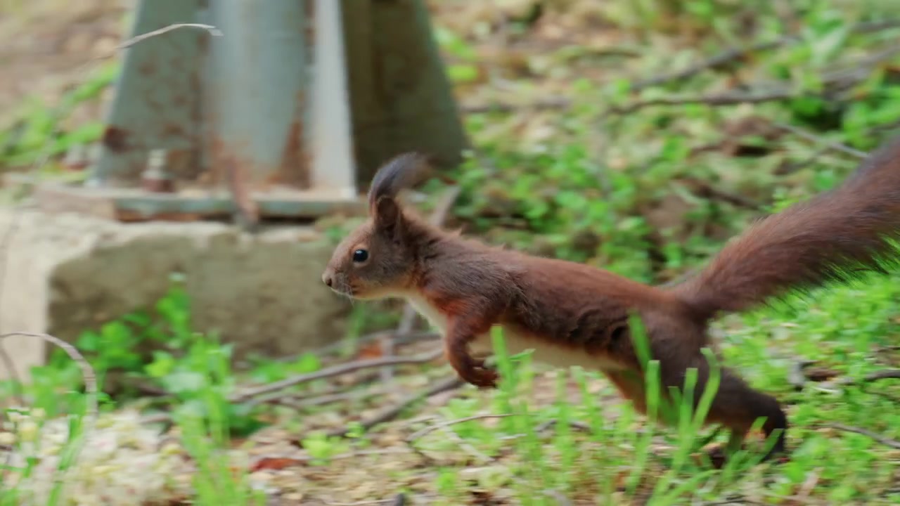 Uno scoiattolo rosso in rapido movimento sfreccia su un tratto di erba verde, catturato con una leggera sfocatura di movimento.