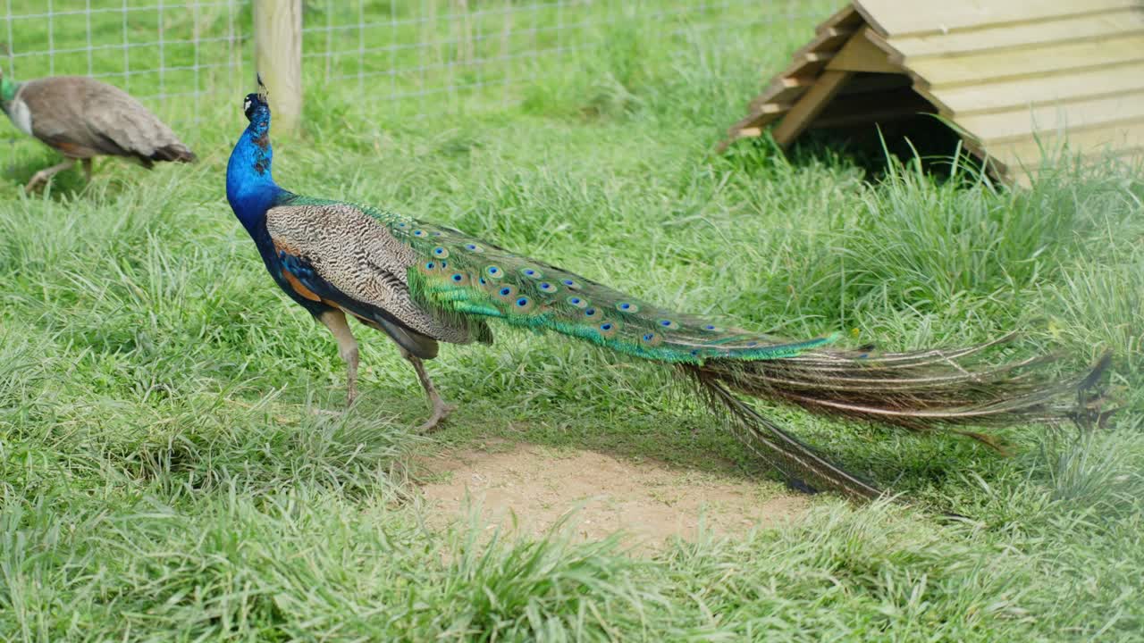 An Indian peafowl walks gracefully on zoo grassland, showing vibrant feathers and poise