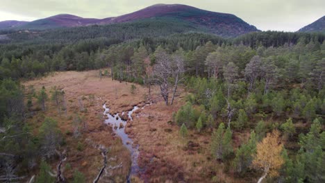 aerial drone footage flying up and over a mossy peat bog, scots pine trees and forest canopy to reveal a forested landscape at allt mor in the cairngorms national park, scotland