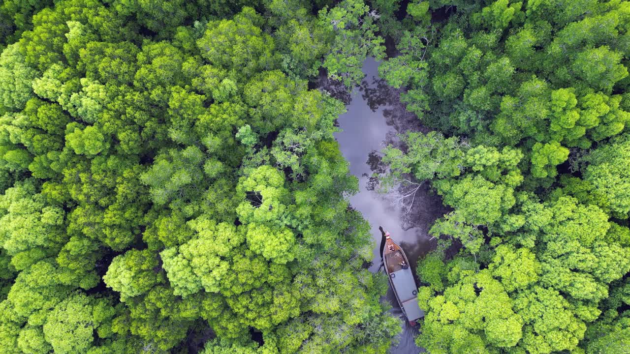 Aerial View of a Boat in a Lush Mangrove Forest
