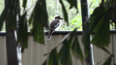 kookaburra amongst trees in back yard 4k uhd