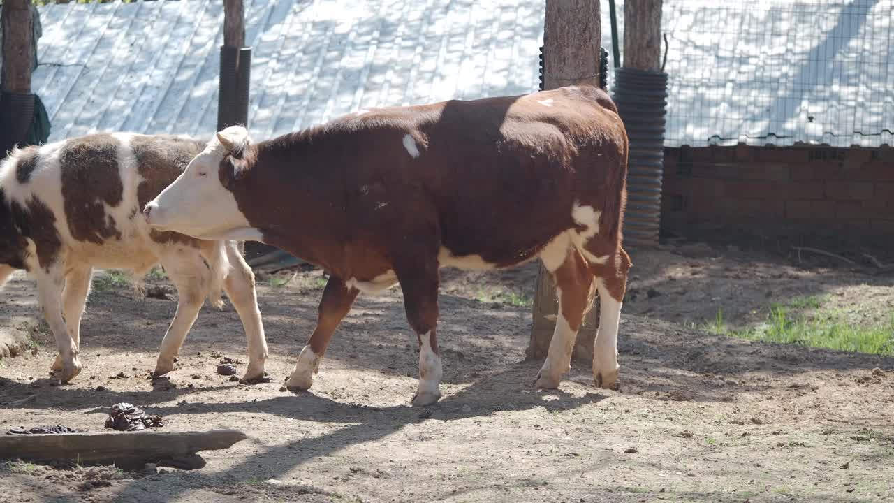 Cattle in a natural setting