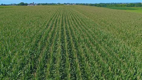 aerial view of traveling along rows of green corn fields on a sunny summer day