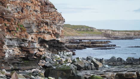 rocky cliffs of varranger, a haven for migrating birds and bird watchers