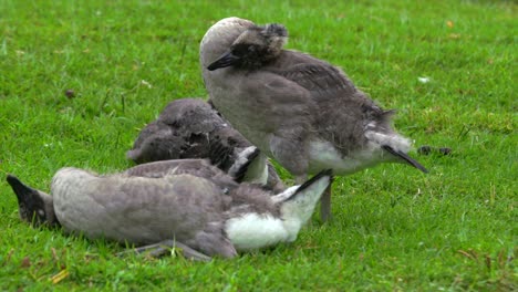 three young geese cleaning their feathers