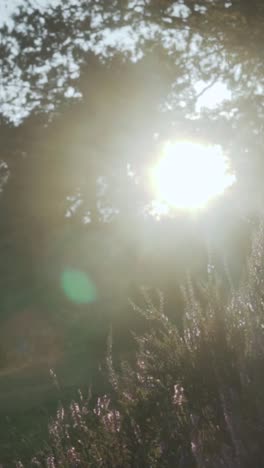 camino iluminado por el sol a través del bosque