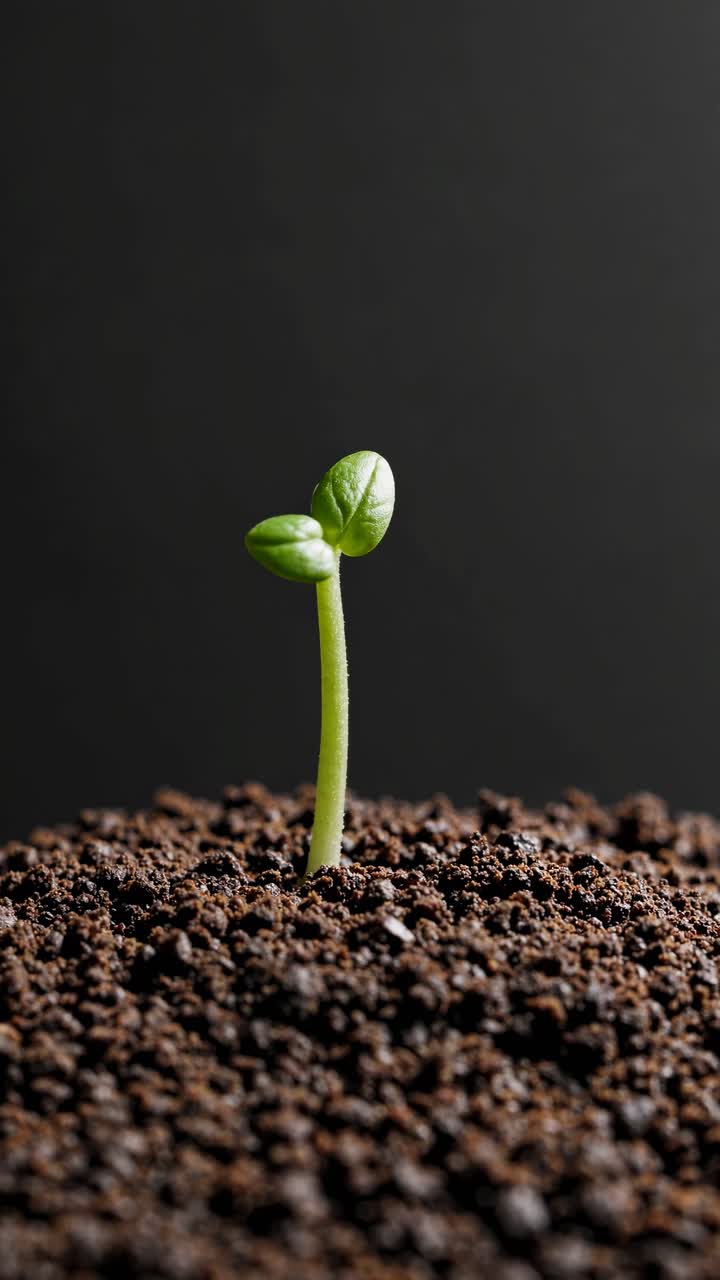 Close-up video of a sprouting plant in soil, shot from a low angle