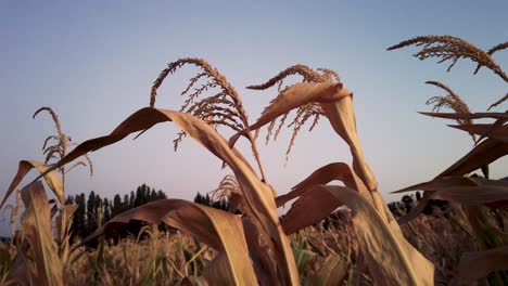 Close-up-shot-of-leaves-and-spike-of-a-dry-corn---wheat-waving-in-the-wind