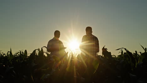 agricultores discutiendo en un campo de maíz al atardecer