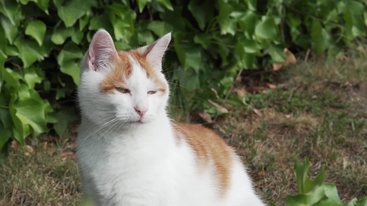 il gatto bianco si siede fuori e si guarda intorno