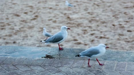 gaviota varonil playa caminando