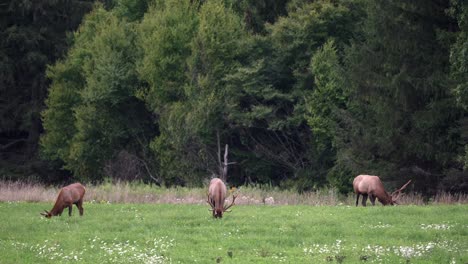 some elk grazing in a pasture in the evening light with the pine forest in the background