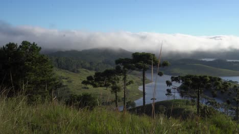 Parque-Pinheirinho,-Salesópolis,-reservoir-view-point-with-aracuária-trees