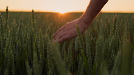 la mano del granjero acariciando las orejas de trigo al atardecer