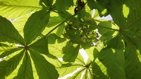 european chestnut tree in harsh wind close-up leaf vein