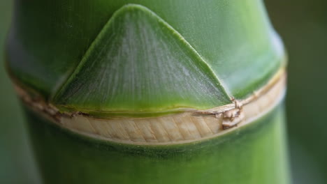 close-up of a green bamboo stalk node