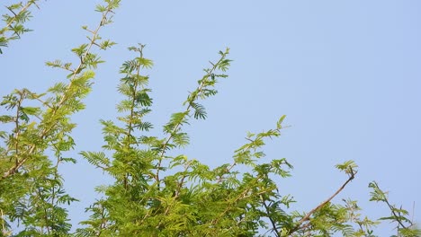 long-tailed paradise whydah bird of sub-saharan africa