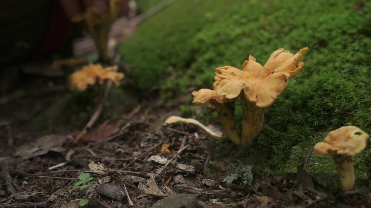 Hands picking up wild chanterelle mushroom with knife, hidden in forest, static